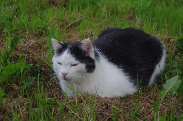 chat lost    Cour-Maugis sur Huisne PtitMi